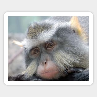 Macaque,Relaxing,Old World Monkeys Sticker